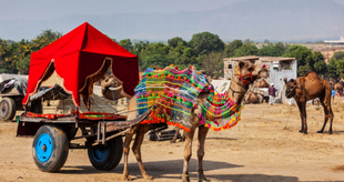 camel ride image